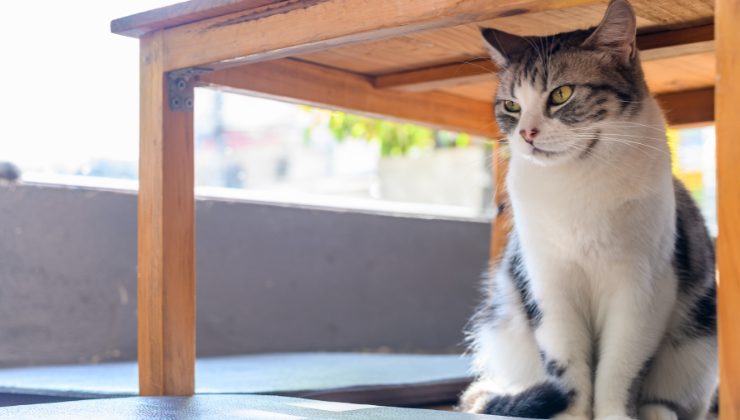gatto sotto al tavolo