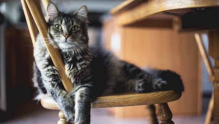 gatto sulla sedia