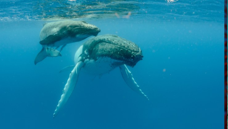 le megattere sono animali