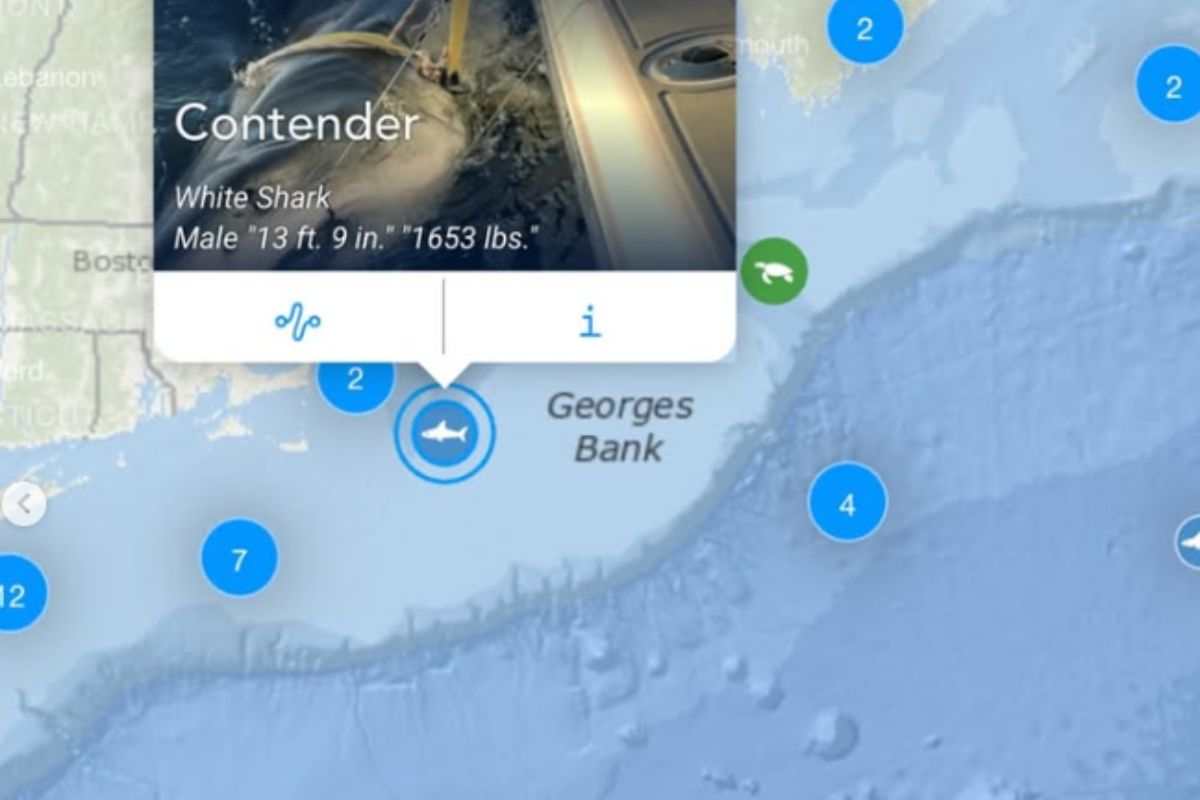 Luogo di avvistamento di Contender