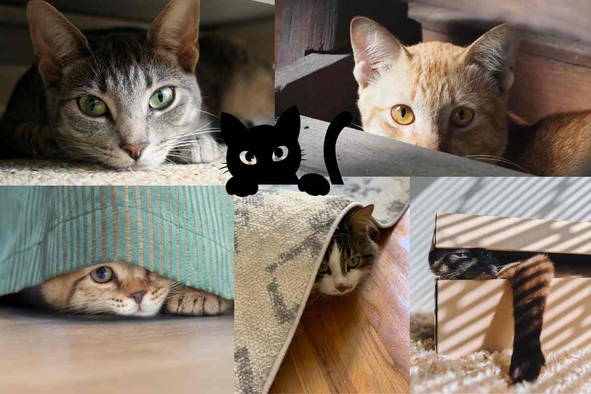 nascondigli del gatto