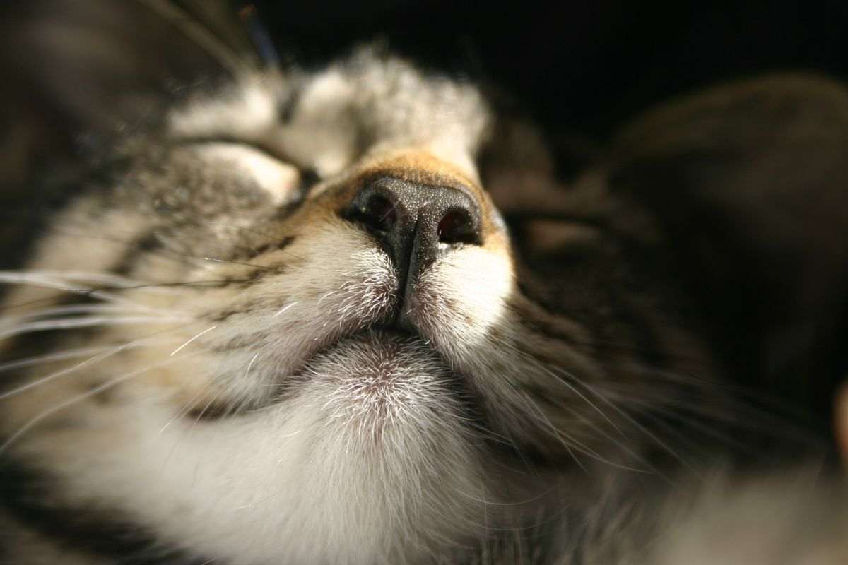 naso secco gatto
