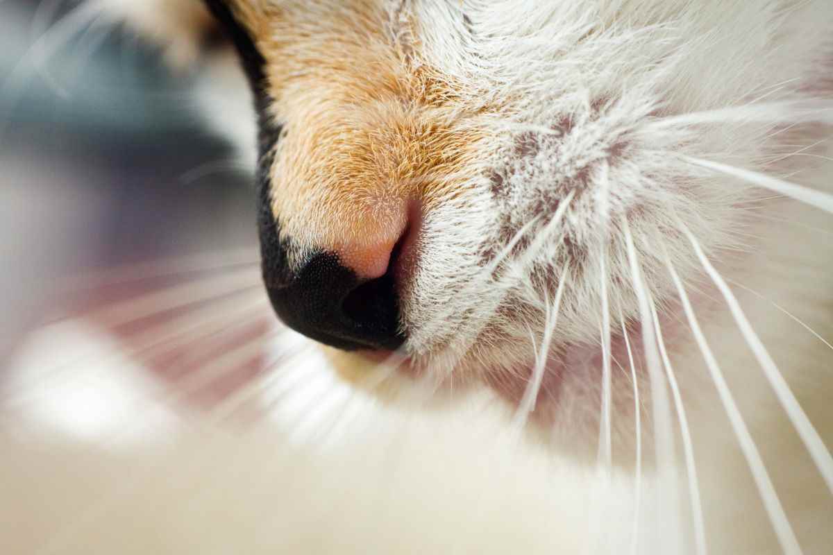 naso di un gatto