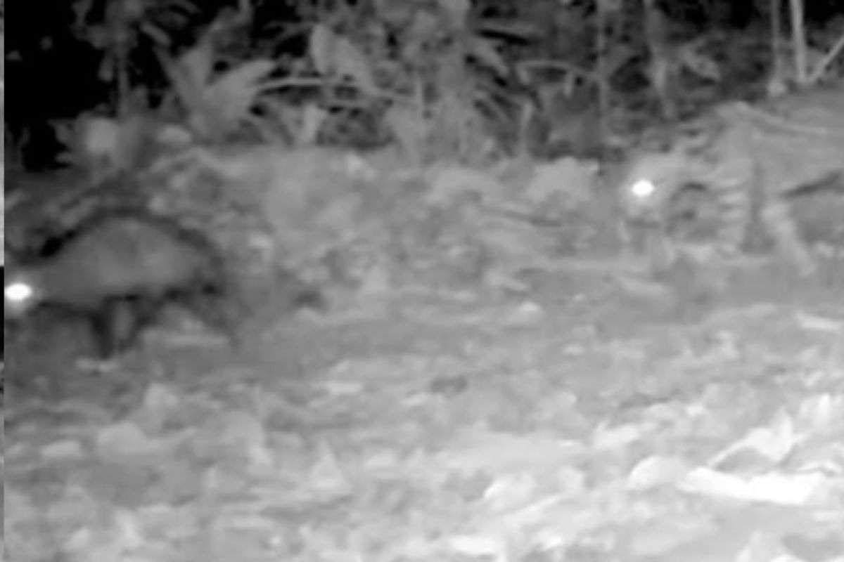 Opossum e ocelot nella foresta