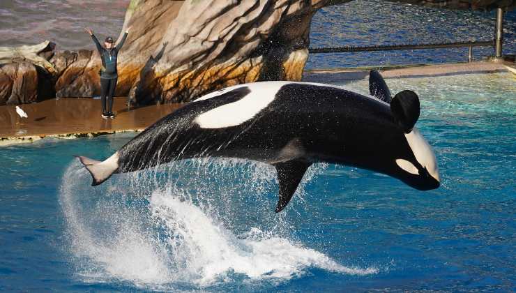 orca in un parco acquatico
