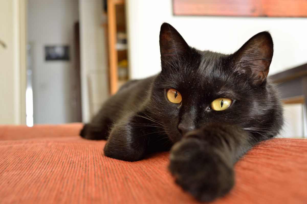 gatto nero che si rilassa