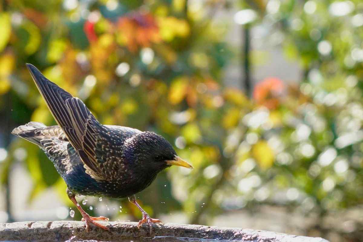 uccello in giardino