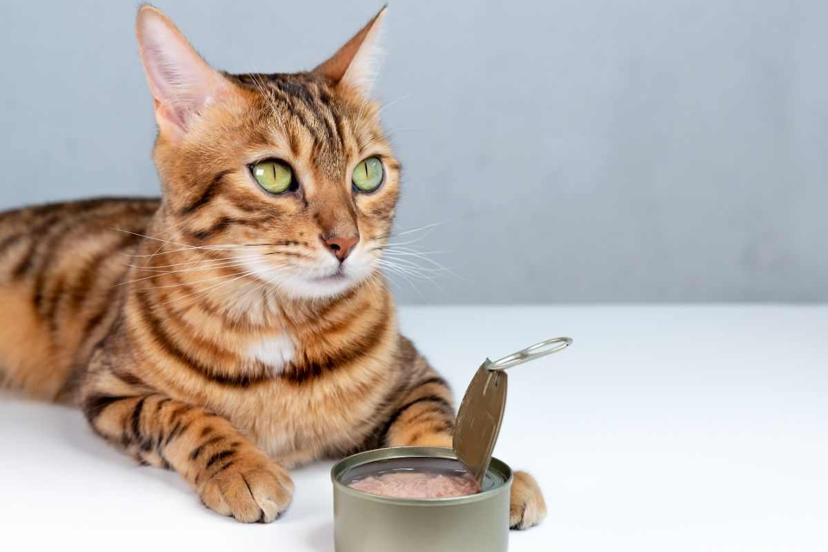 gatto scatoletta pesce