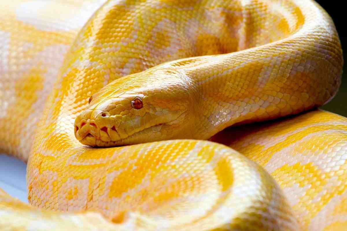 pitone giallo