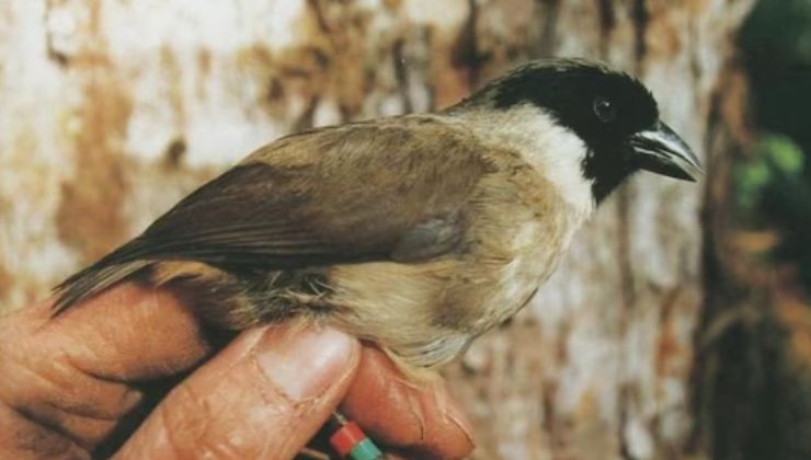 po’ouli (Melamprosops phaeosoma)