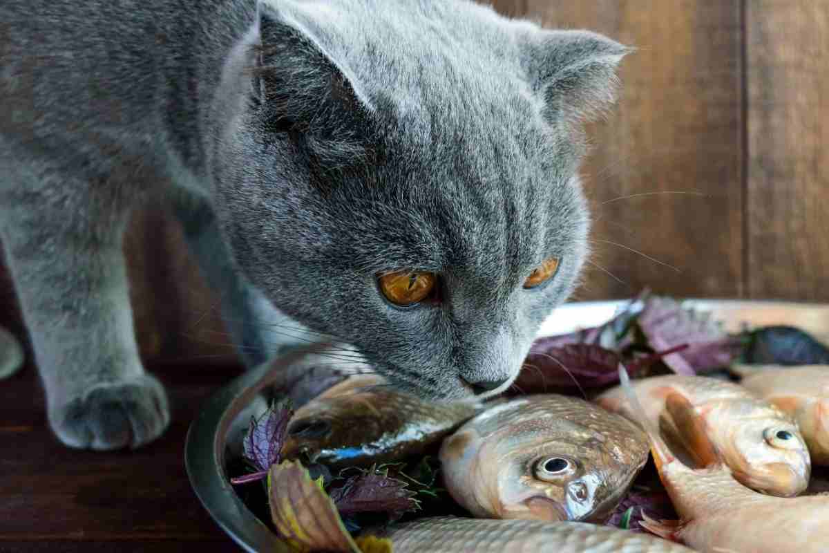 gatto annusa pesce