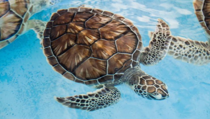 quanto vive la tartaruga di mare