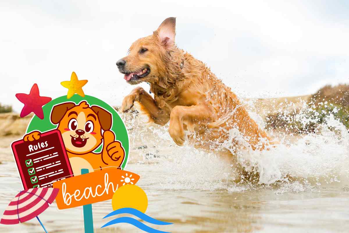 regole per i cani in spiaggia