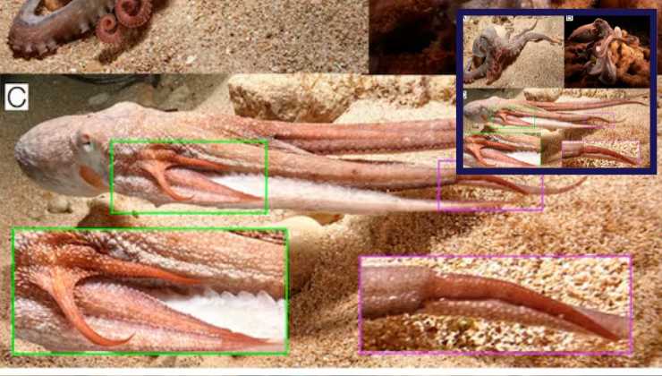 terza immagine del polpo con tentacolo ferito