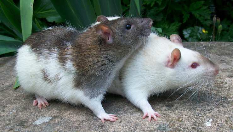 topini mostrano empatia per i loro simili