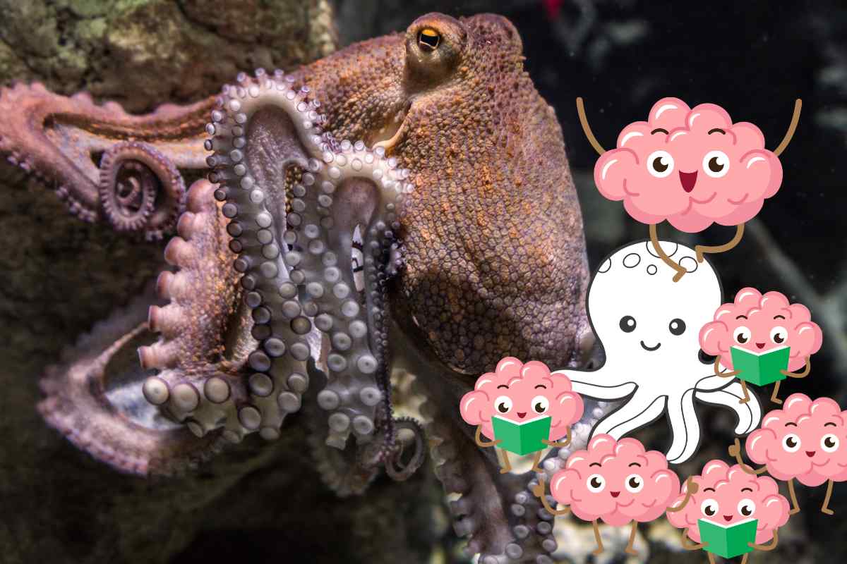un cervello per ogni tentacolo del polpo