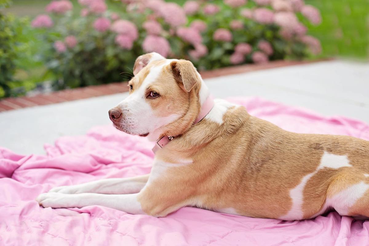 Cane di razza pit bull sdraiato in giardino