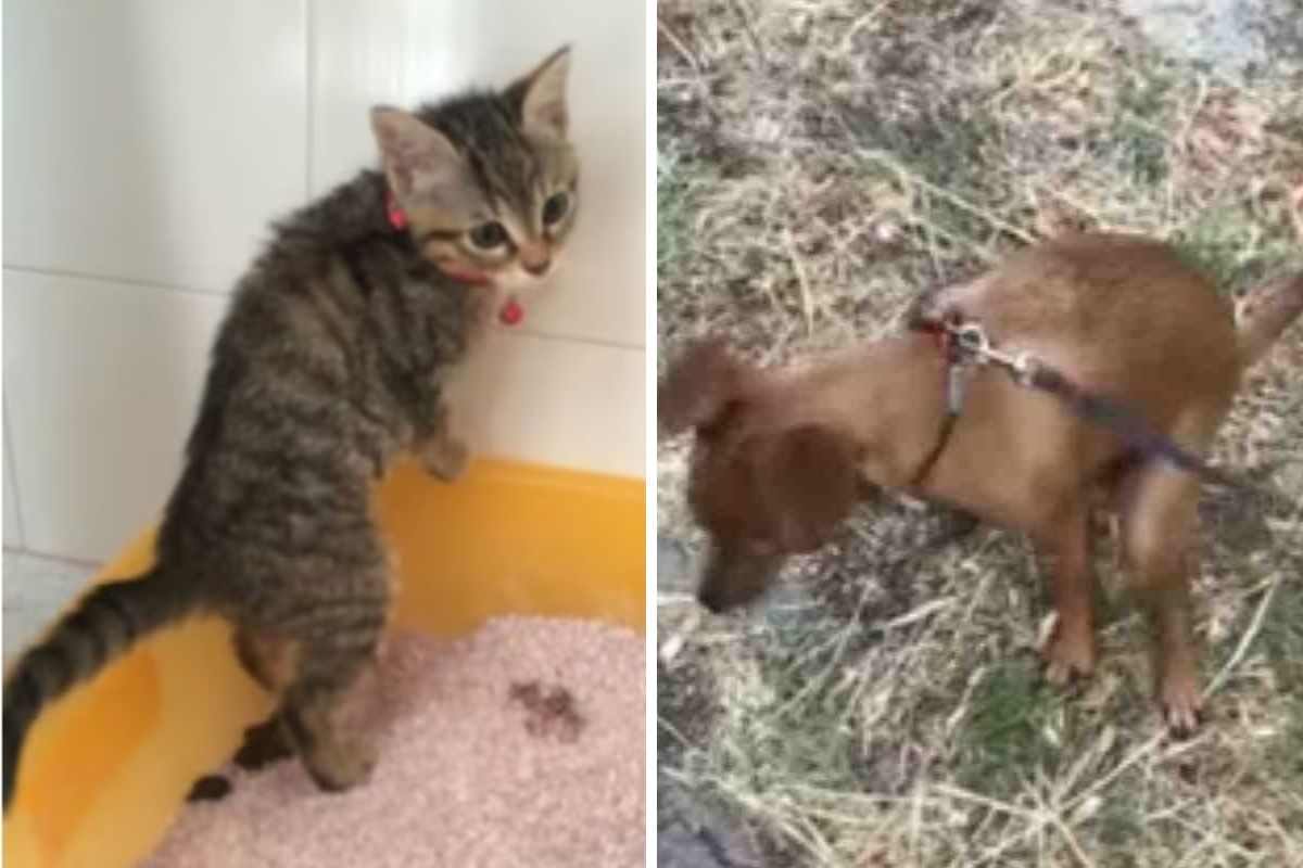 animali e bisogni