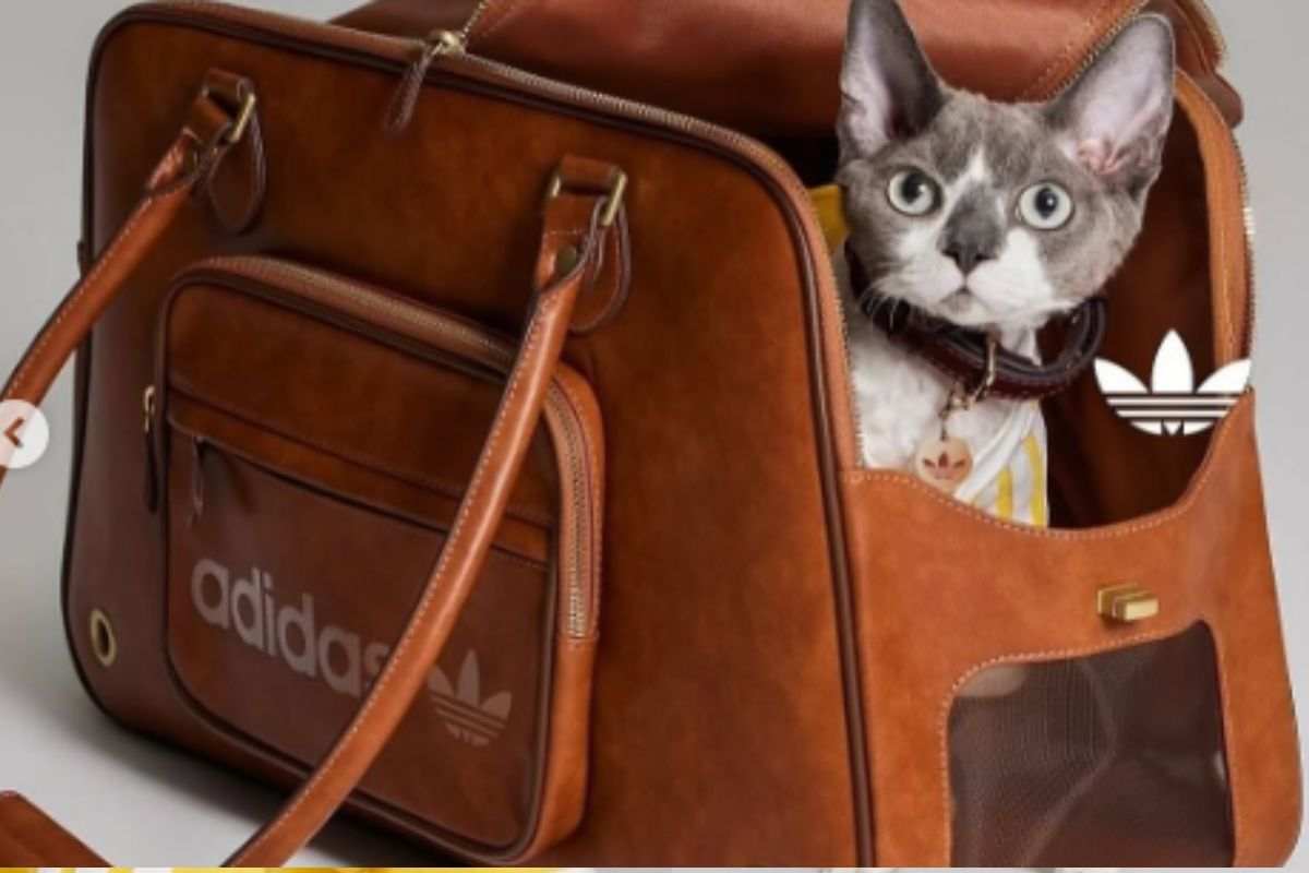 borsa trasportino