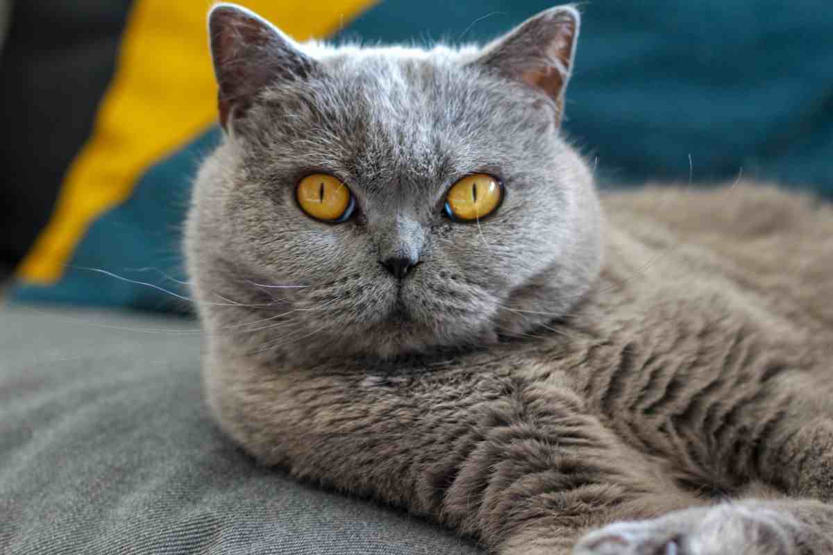 british shorthair