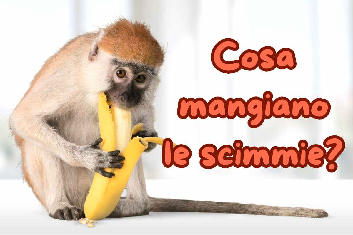 scimmia mangia banana