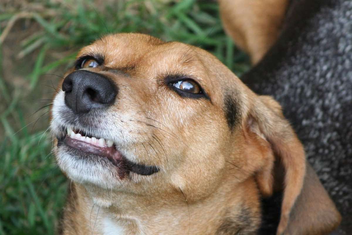Cane mostra i denti nel parco
