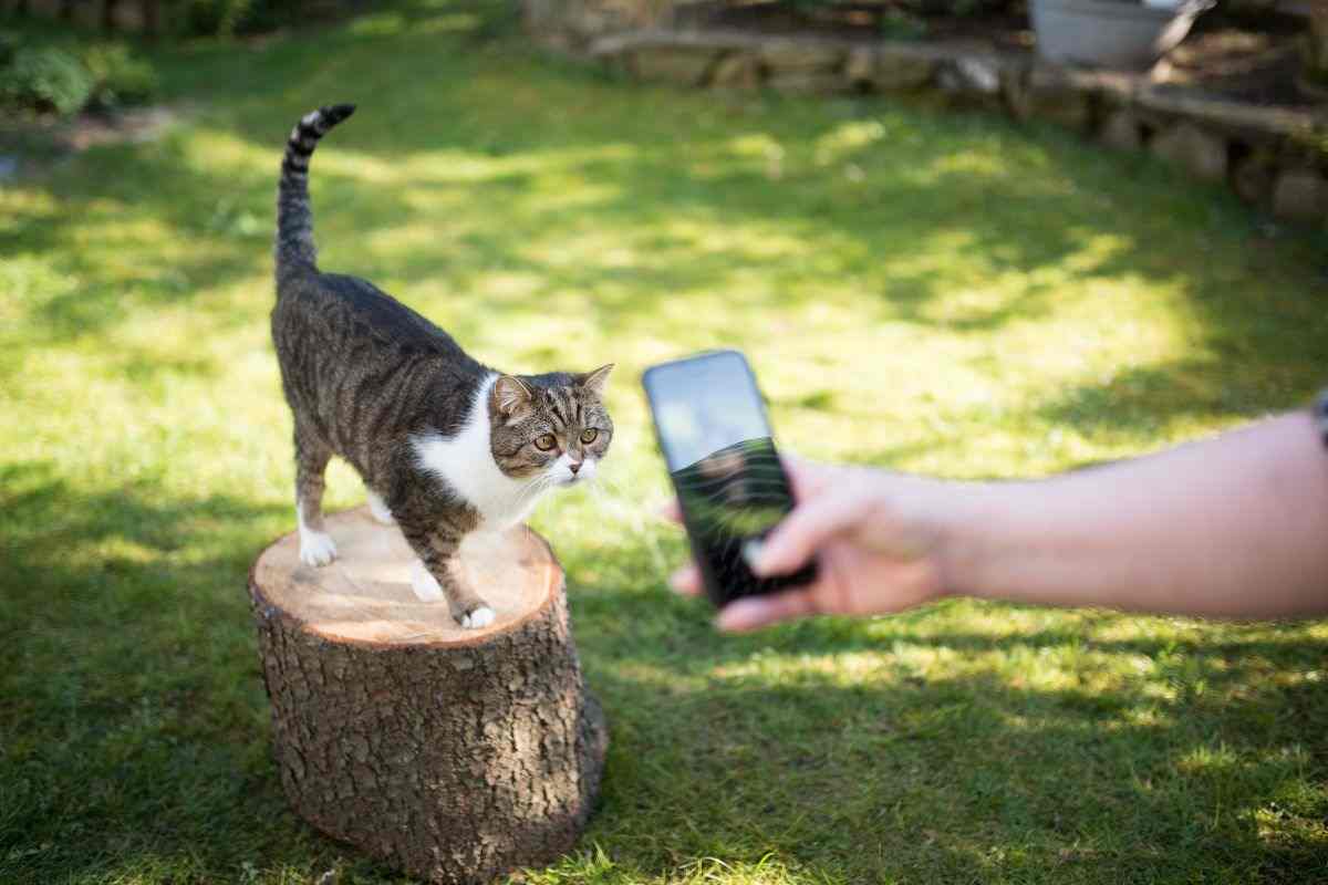 Gatto dal cell
