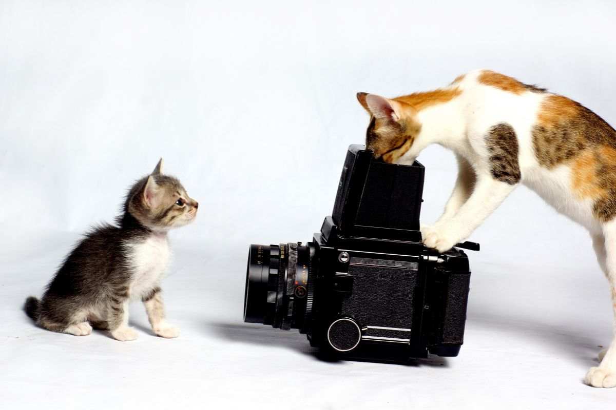 Gatto davanti all'obiettivo
