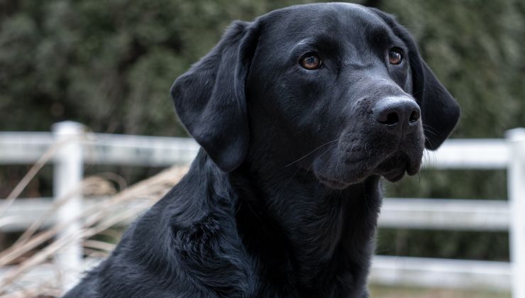 Labrador tra le razze migliori per over 65