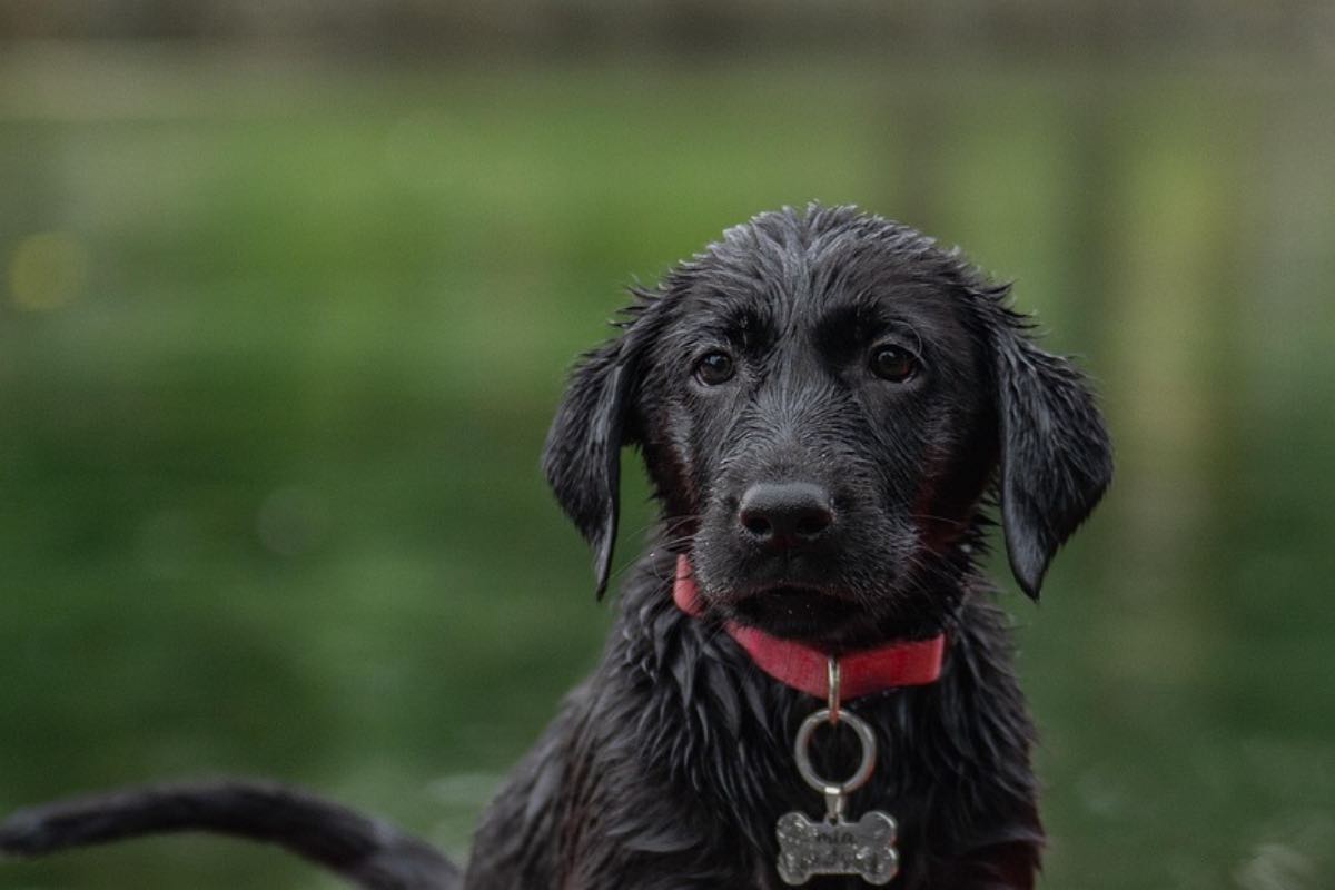 Cucciolo di cane nero di razza Labrador retrive