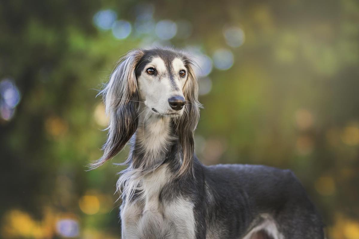 Cane bianco e grigio nel parco