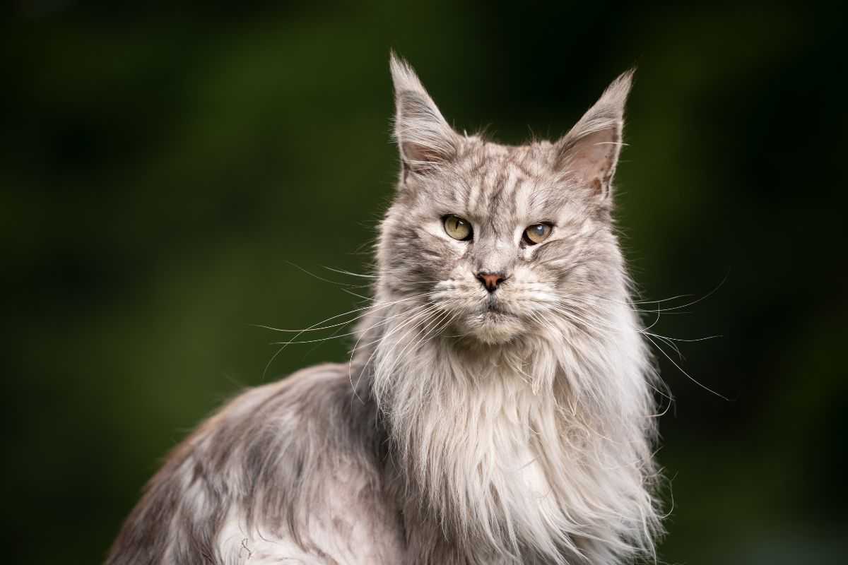 Maine Coon