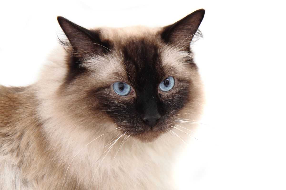 ragdoll