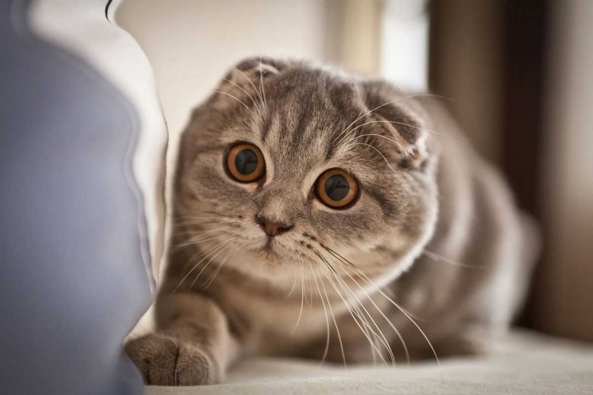 scottish fold