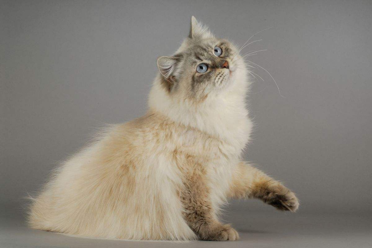 siberiano