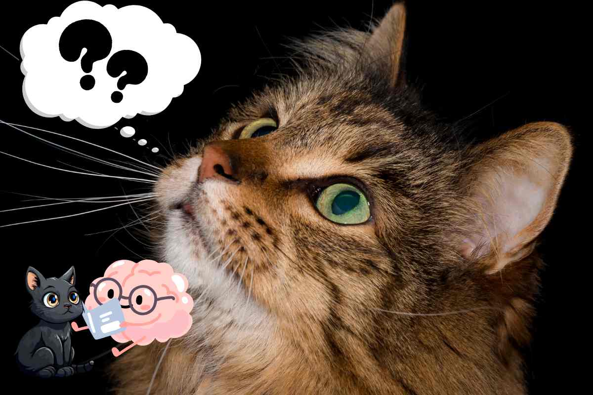 che cosa pensa un gatto