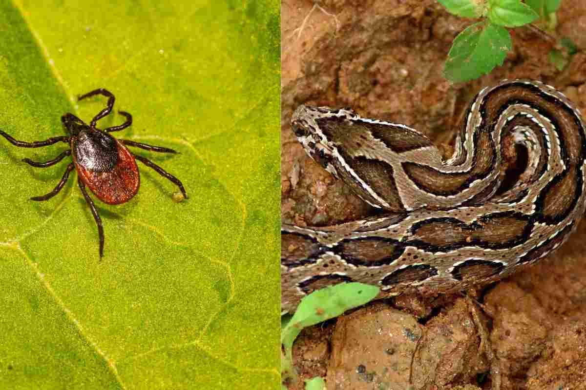 Zecca e vipera