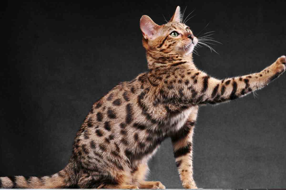 gatto bengala