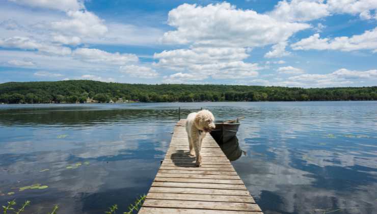 cane al lago
