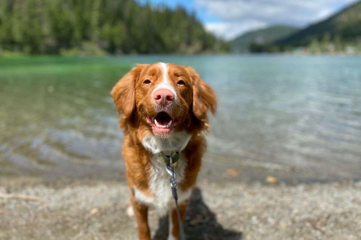 cane al lago