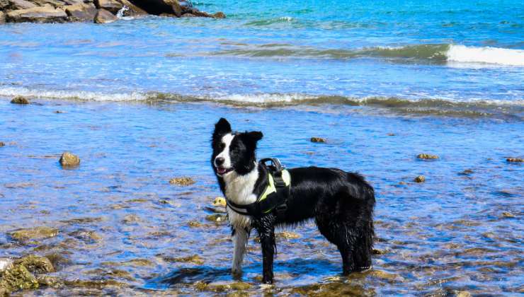 cane al mare in Sardegna