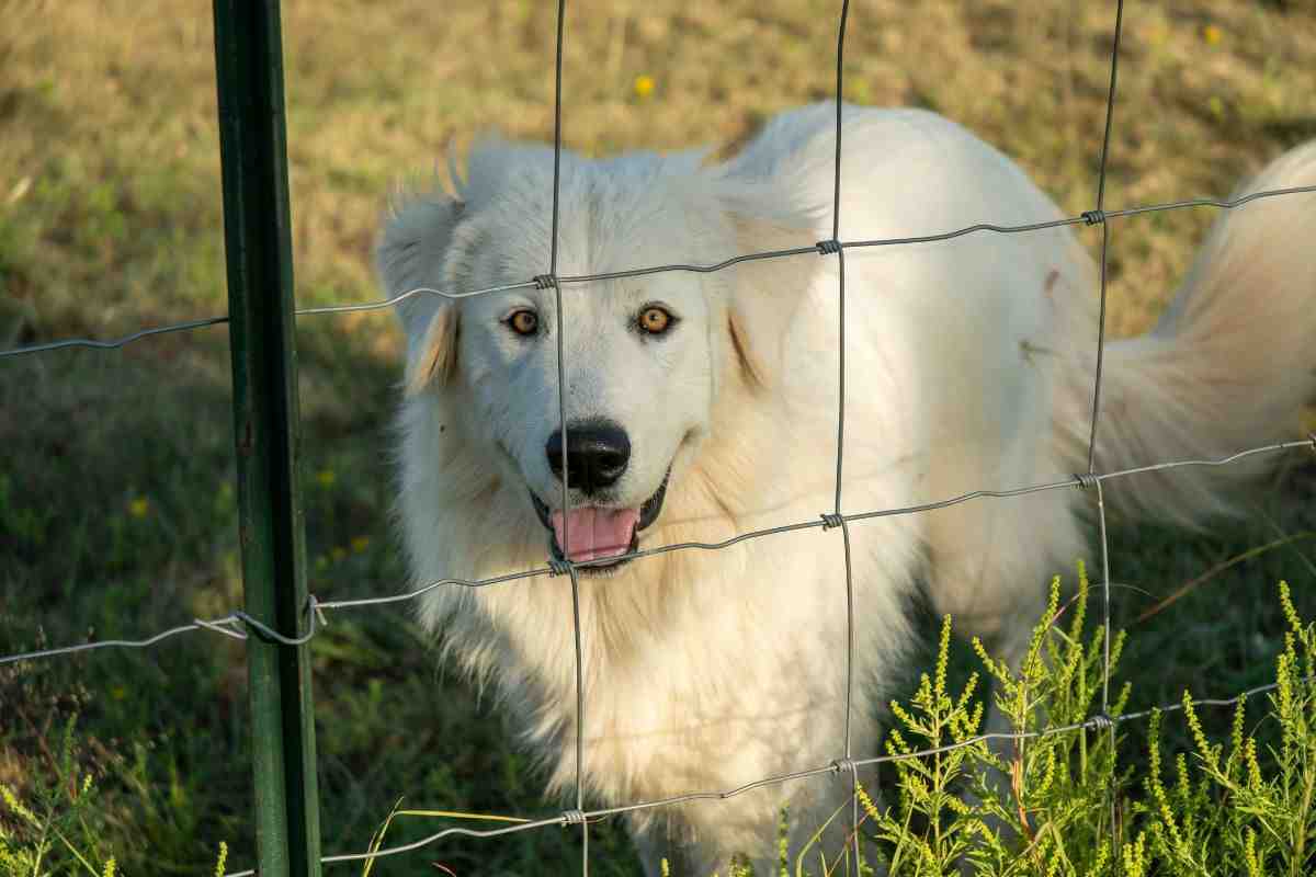 cane dei Pirenei