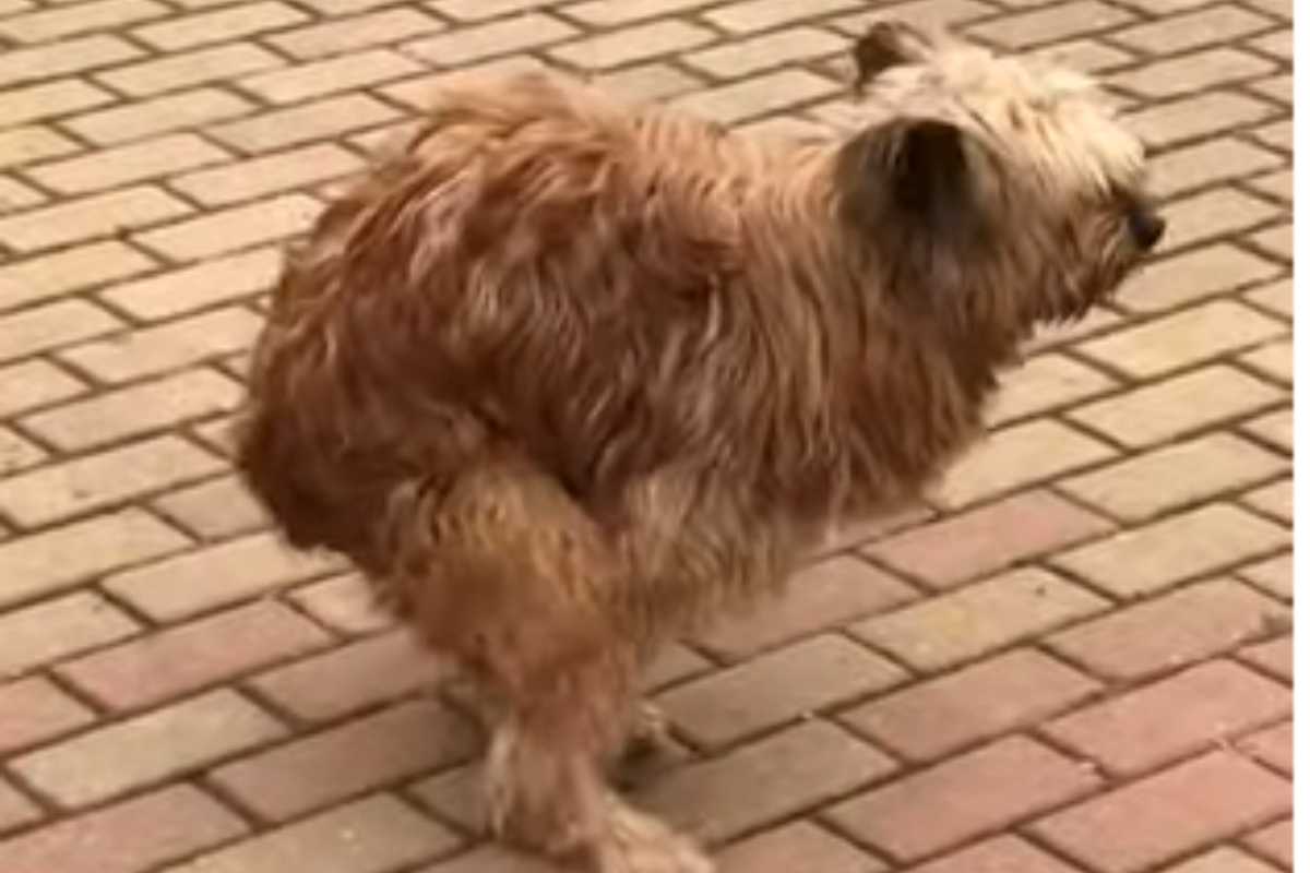 cane che fa cacca