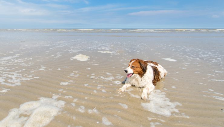 cane fa il bagno in una spiaggia della Sardegna