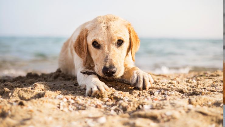 cane in Campania