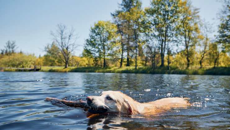 cane in acqua