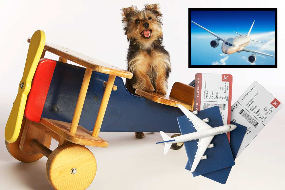 cane in aereo
