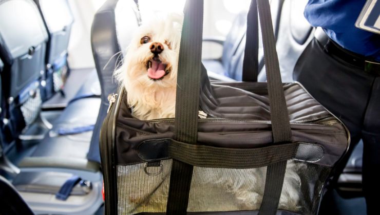 cane in aereo