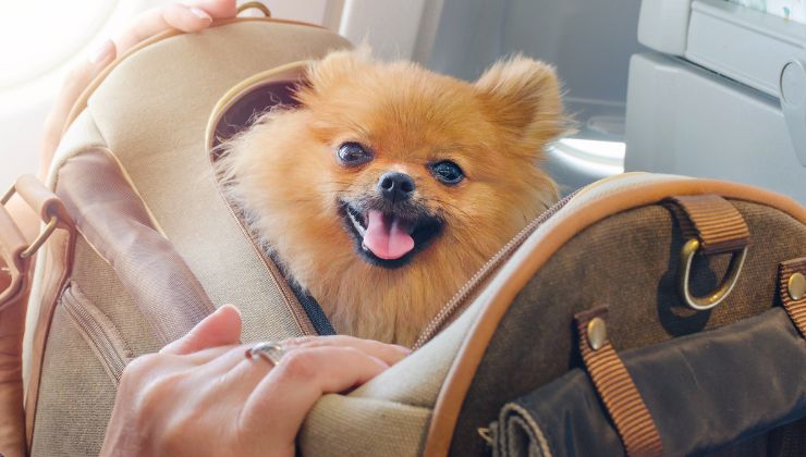 cane nella borsa da viaggio