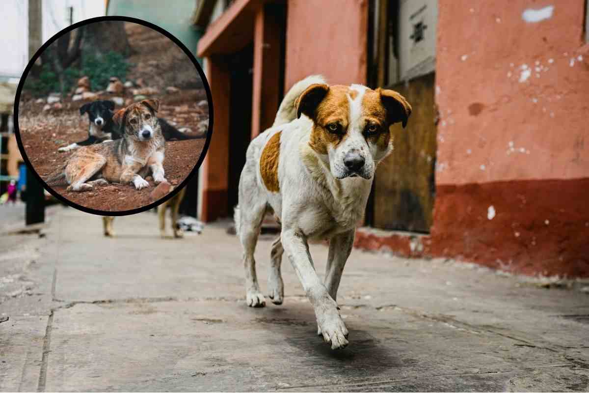 cane in strada